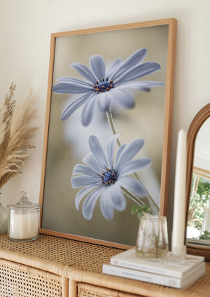 Tablou înramat „Cape daisies” de Mandy Disher
