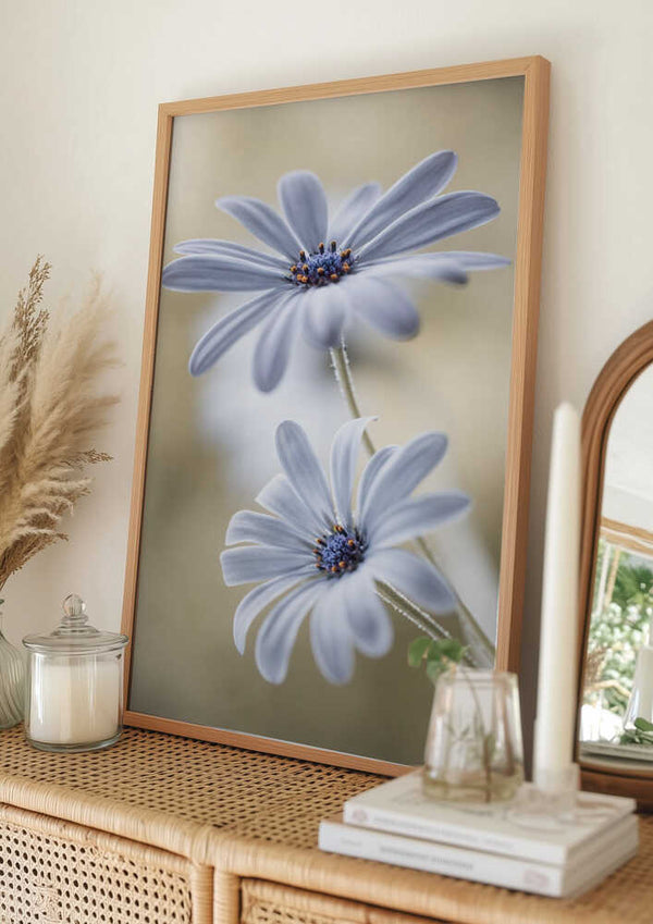 Tablou înramat „Cape daisies” de Mandy Disher