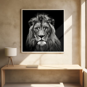 Tablou înramat „Young Male Lion” de Christian Meermann