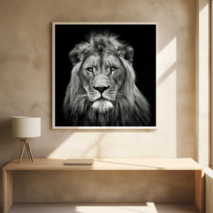 Tablou înramat „Young Male Lion” de Christian Meermann