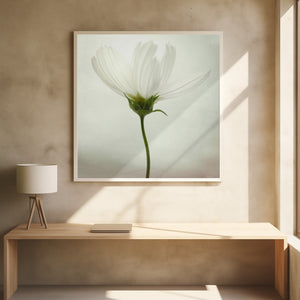 Tablou înramat „White cosmos” de Lotte Grønkjær