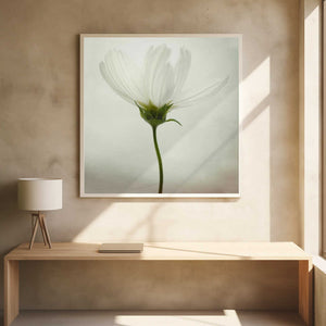 Tablou înramat „White cosmos” de Lotte Grønkjær