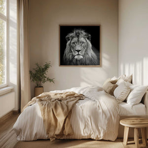 Tablou înramat „Young Male Lion” de Christian Meermann