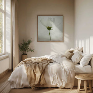 Tablou înramat „White cosmos” de Lotte Grønkjær