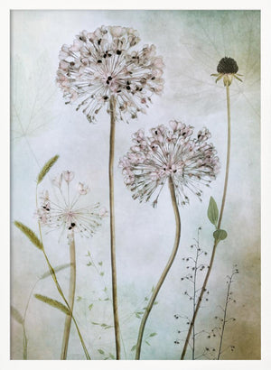 Tablou înramat „Allium” de Mandy Disher