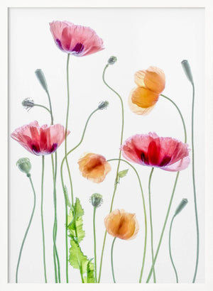 Tablou înramat „Poppies” de Mandy Disher