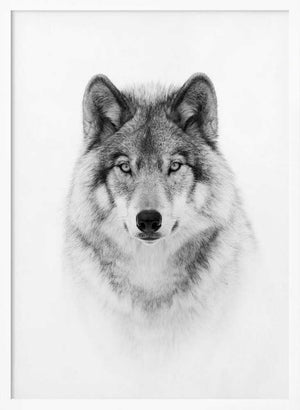 Tablou înramat „Portrait of a Timber Wolf” de Jim Cumming