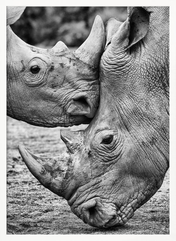 Tablou înramat „Face to face” de Jesus Concepcion Alvarado