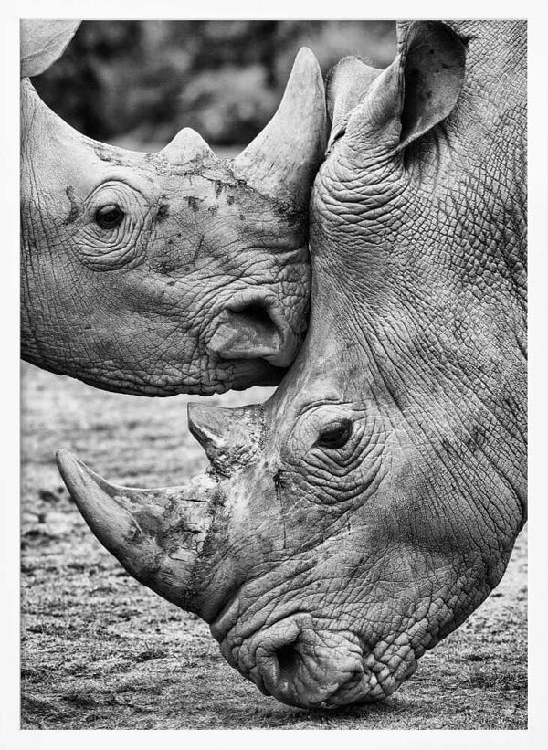 Tablou înramat „Face to face” de Jesus Concepcion Alvarado