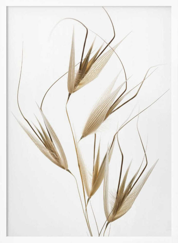 Tablou înramat „Delicacy of nature” de Thierry Lagandré (Transgressed Light)