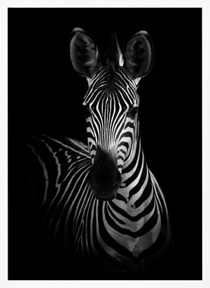 Tablou înramat „The Zebra” de WildPhotoArt