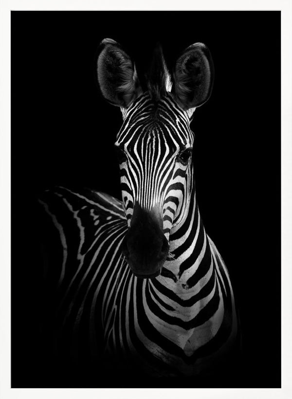 Tablou înramat „The Zebra” de WildPhotoArt