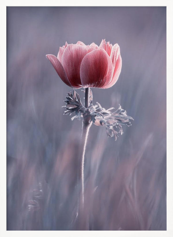 Tablou înramat „Pink ! So What ?” de Fabien BRAVIN