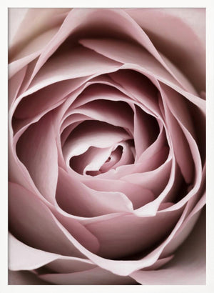 Tablou înramat „Pink Rose No 04” de Pictufy Studio III