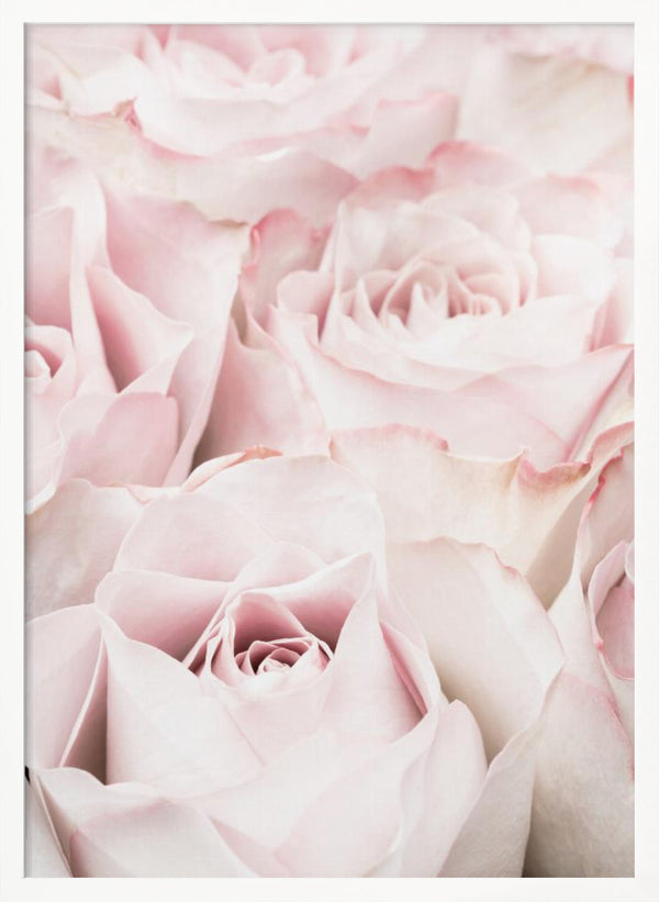 Tablou înramat „Pink Roses 05” de Pictufy Studio III