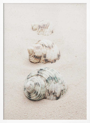 Tablou înramat „Shells” de Pictufy Studio III