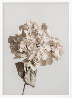 Tablou înramat „Beige dried flower” de Pictufy Studio III