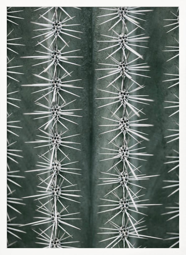 Tablou înramat „Cactus green” de Pictufy Studio III