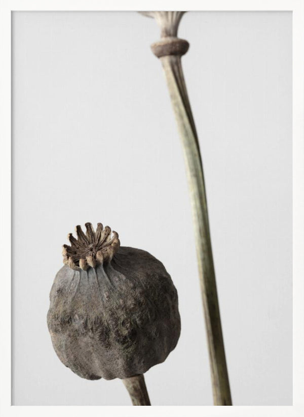 Tablou înramat „Dried_005” de Pictufy Studio III