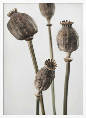 Tablou înramat „Dried_006” de Pictufy Studio III