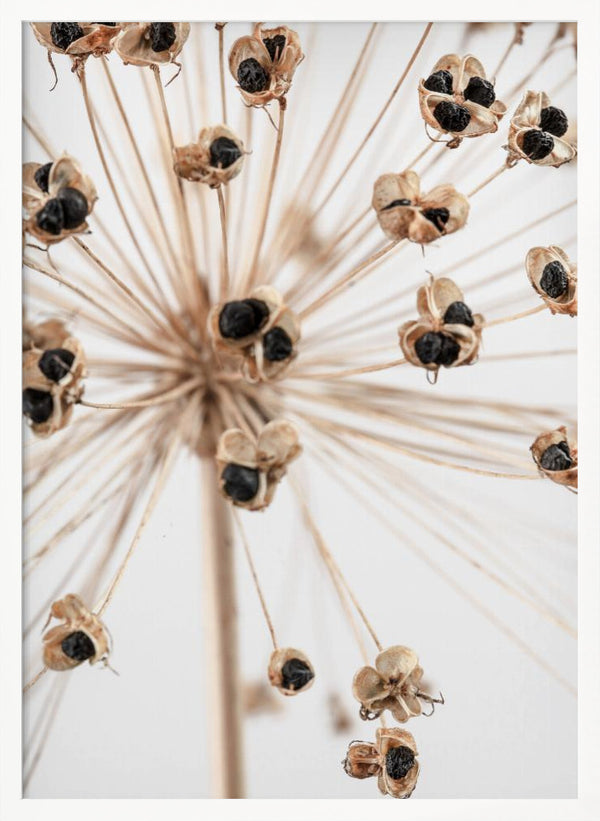 Tablou înramat „Dried_007” de Pictufy Studio III