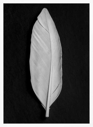 Tablou înramat „Feather_008” de Pictufy Studio III