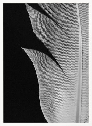Tablou înramat „Feather_005” de Pictufy Studio III