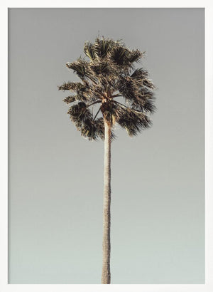 Tablou înramat „Palm_001” de Pictufy Studio III