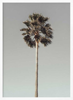Tablou înramat „Palm_001” de Pictufy Studio III
