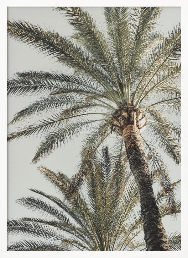 Tablou înramat „Palm_005” de Pictufy Studio III