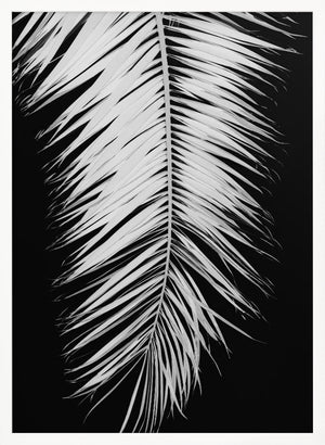 Tablou înramat „Palmblad_004” de Pictufy Studio III