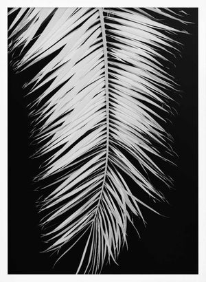 Tablou înramat „Palmblad_004” de Pictufy Studio III