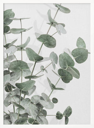 Tablou înramat „Eucalyptus_003” de Pictufy Studio III