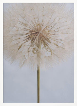 Tablou înramat „Delicate Dandelion” de uplusmestudio