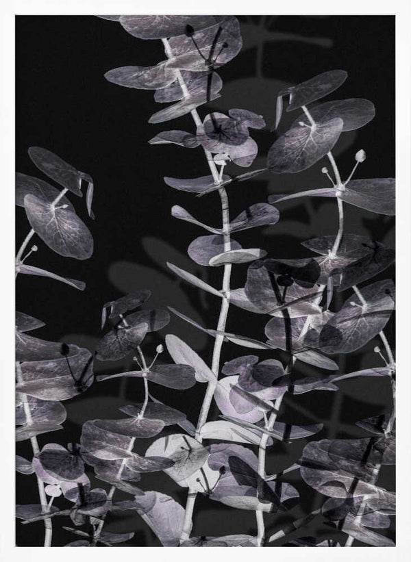 Tablou înramat „Eucalyptus_Negative_002” de Pictufy Studio III