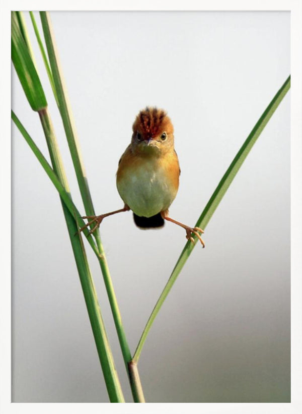 Tablou înramat „Kung Fu Master” de Lina Gunawan