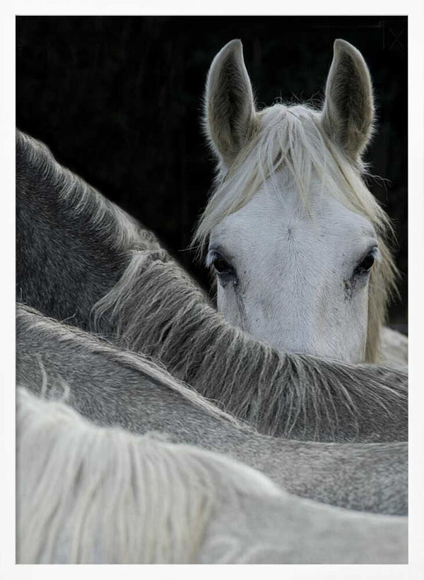 Tablou înramat „Look” de Milan Malovrh