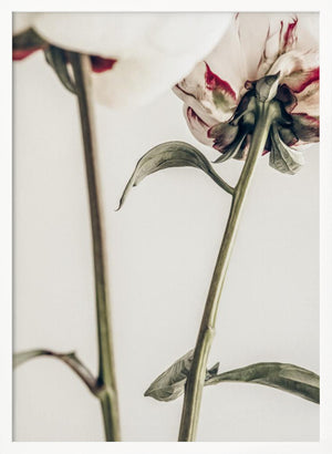 Tablou înramat „Peony 01” de Pictufy Studio III