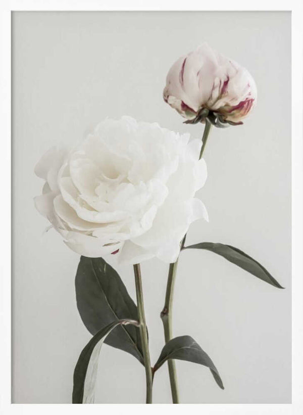 Tablou înramat „Peony 12” de Pictufy Studio III