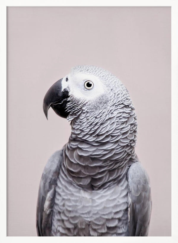 Tablou înramat „African Grey” de Kathrin Pienaar