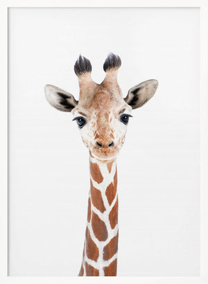 Tablou înramat „Baby Giraffe” de Kathrin Pienaar