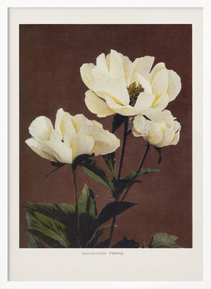 Tablou înramat „Hærdaceous Peony” de Ogawa Kazumasa