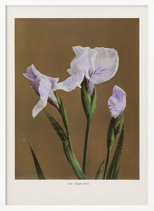 Tablou înramat „Iris Kæmpferi no2” de Ogawa Kazumasa