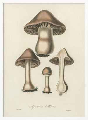 Tablou înramat „Agaricus Bulbosus Illustration. Medical Botany 1836” de John Stephenson and James Morss Churchill