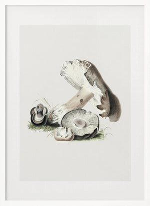 Tablou înramat „Vintage Agaricus Augustus Mushroom 50x70” de Biodiversity Heritage Library