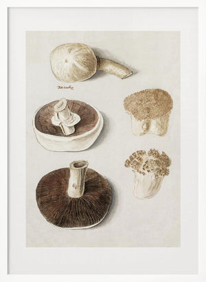 Tablou înramat „Common Meadow Mushroom, Agaricus Campestris Standing” de Anselmus Boëtius De Boodt