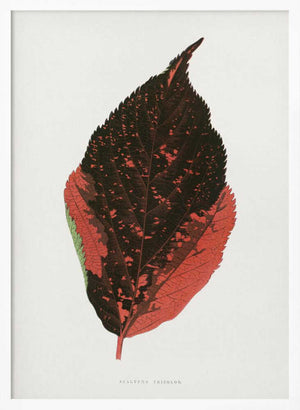 Tablou înramat „Acalypha Tricolor Leaf Illustration” de Les Plantes a Feuillage Colore