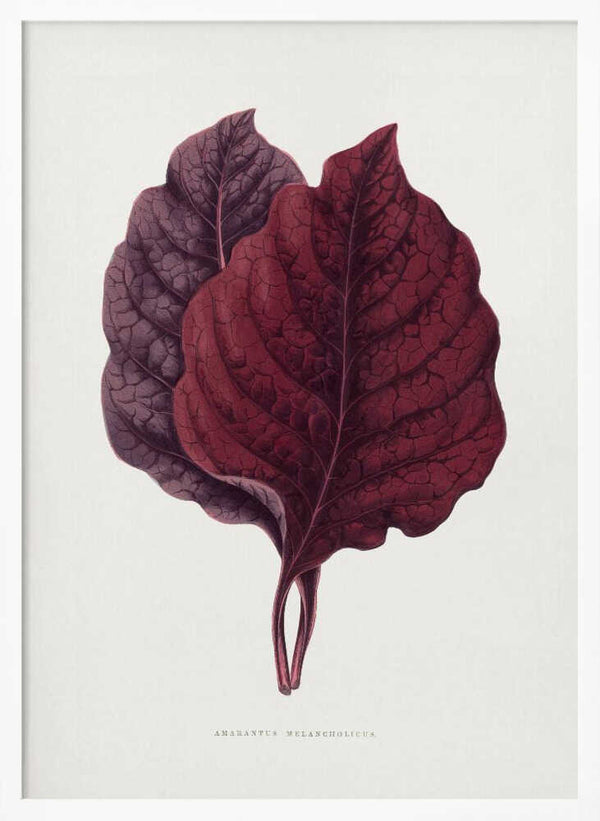 Tablou înramat „Pink Amarantus Leaf Illustration” de Les Plantes a Feuillage Colore