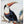 Tablou înramat „Red Billed Toucan” de Aert Schouman