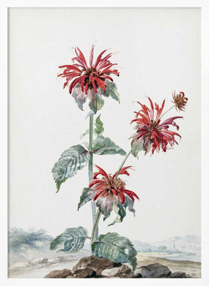 Tablou înramat „A Red Bergamot In a Landscape” de Aert Schouman